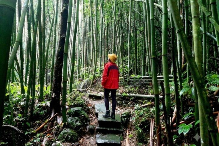 騎龍古道，大山背的竹林迷宮